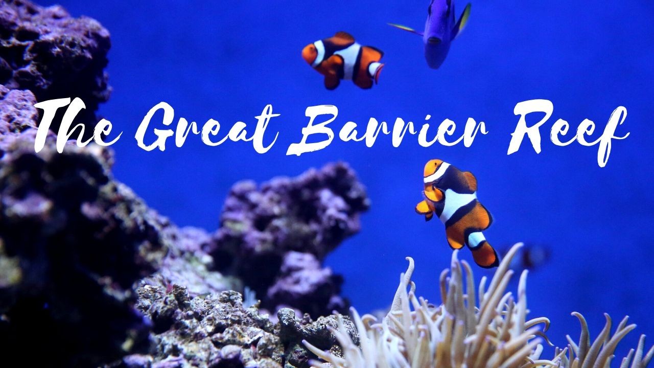La grande barriera corallina