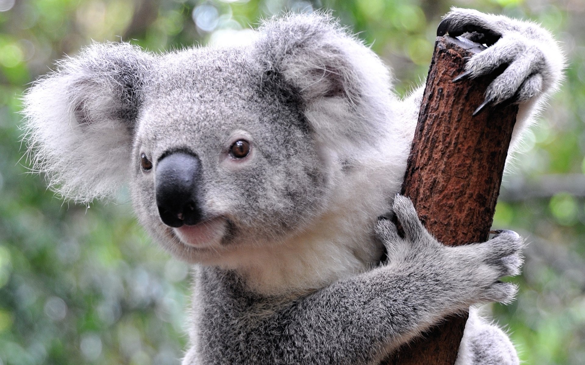 koala.jpg